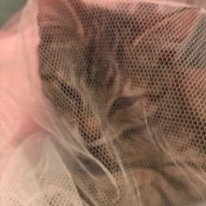 Meet your Posher, Heidi